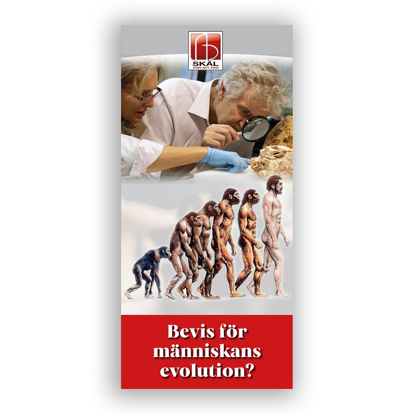 Bevis för människans evolution